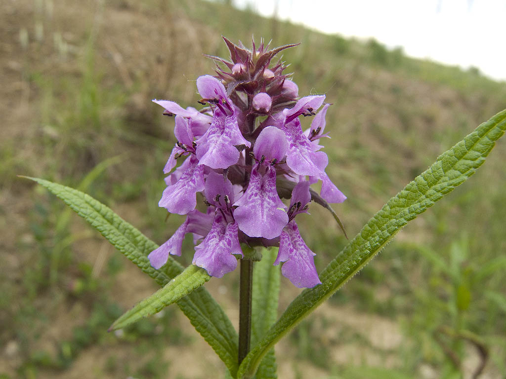 Stachys palustris